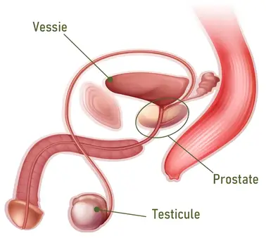 prostate
